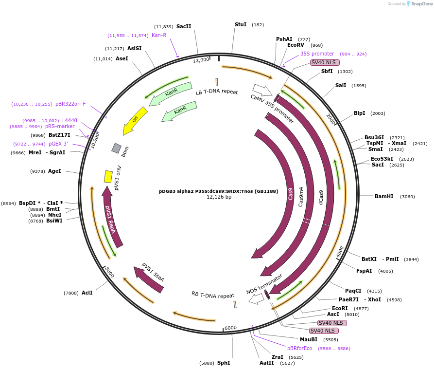 160608-plasmid-map-sequence-id-322042