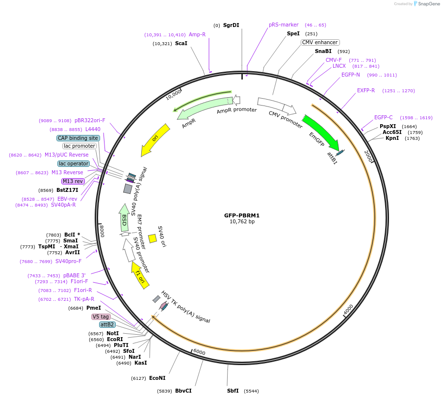 65387-plasmid-map-sequence-id-322048