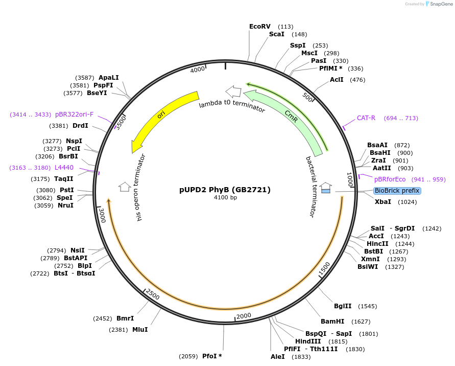 160603-plasmid-map-sequence-id-322052