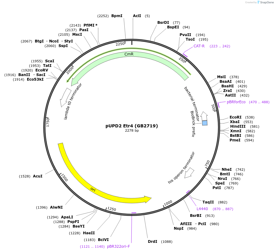 160602-plasmid-map-sequence-id-322053