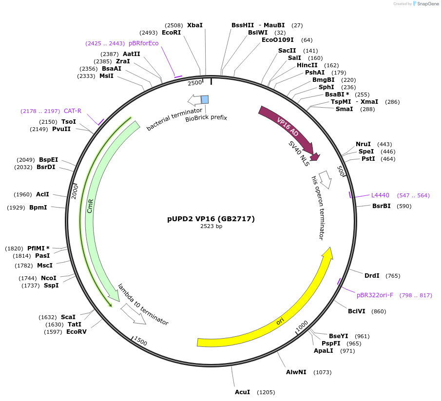 160600-plasmid-map-sequence-id-322054