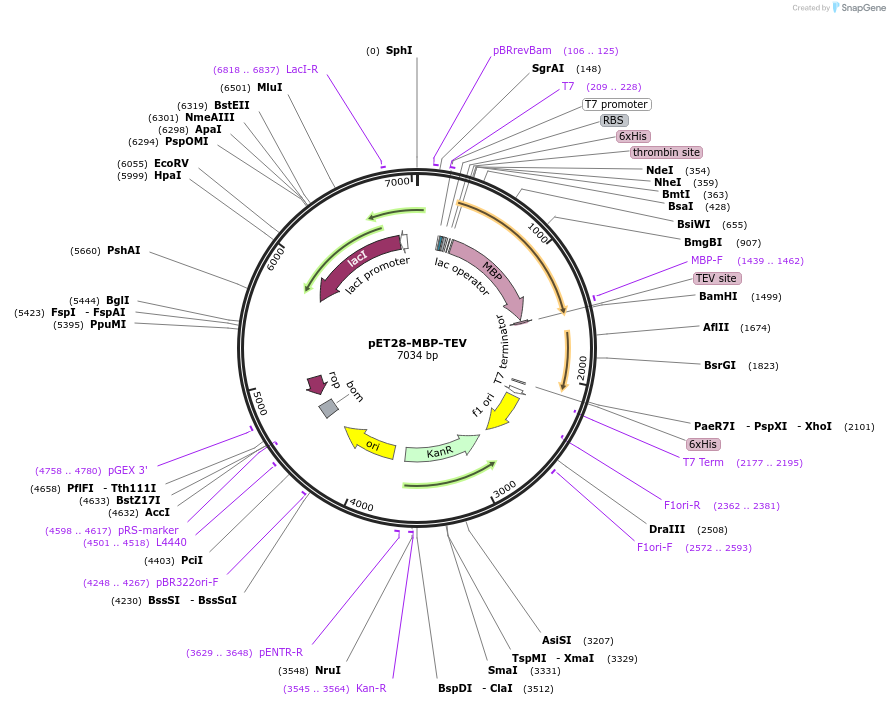 69929-plasmid-map-sequence-id-322059