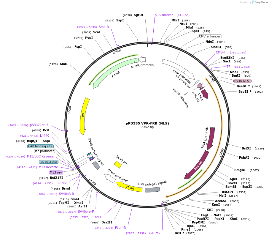 138847-plasmid-map-sequence-id-322060