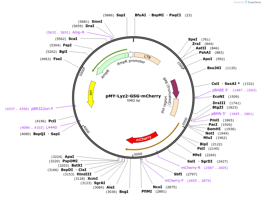 322062_map