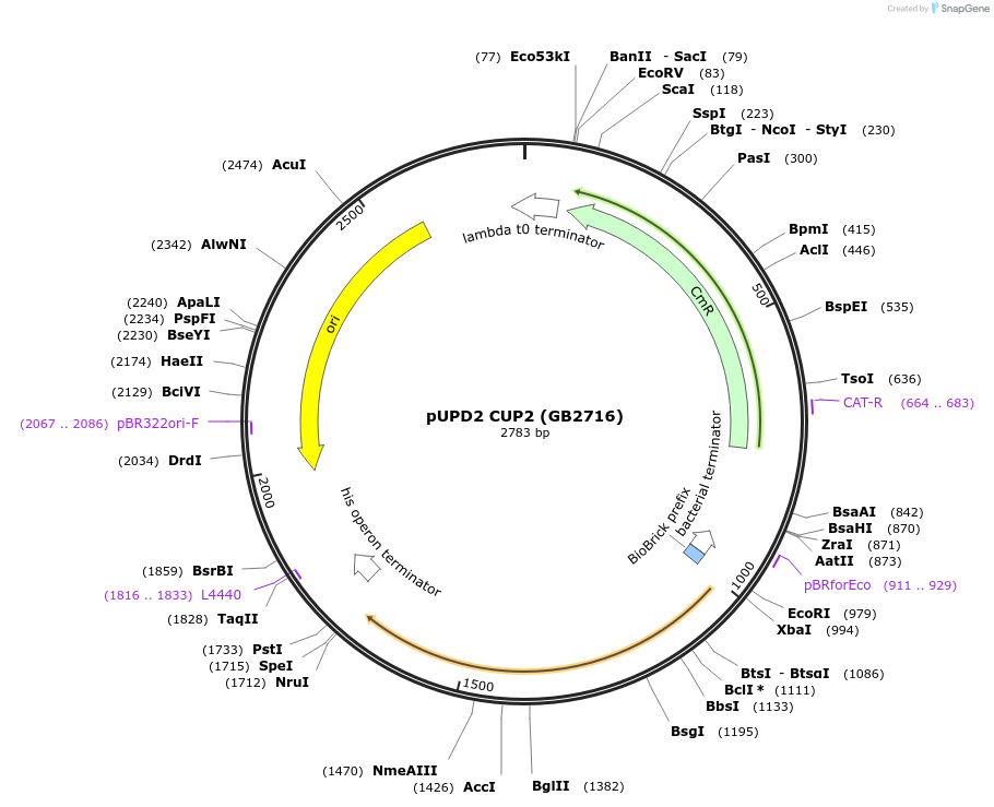 160599-plasmid-map-sequence-id-322067