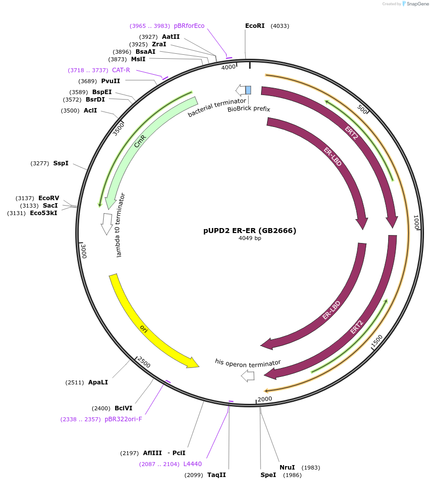 160598-plasmid-map-sequence-id-322068