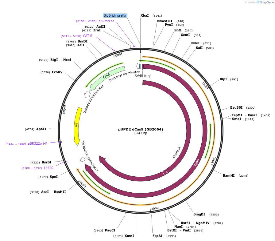 160596-plasmid-map-sequence-id-322070