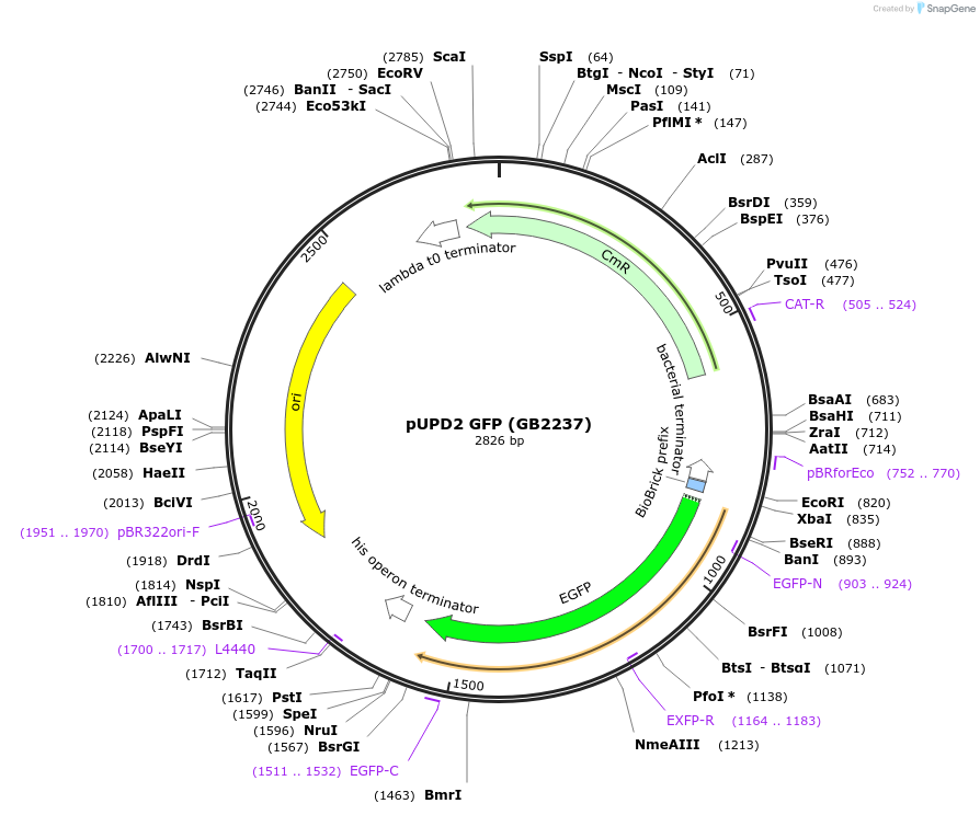 160591-plasmid-map-sequence-id-322075