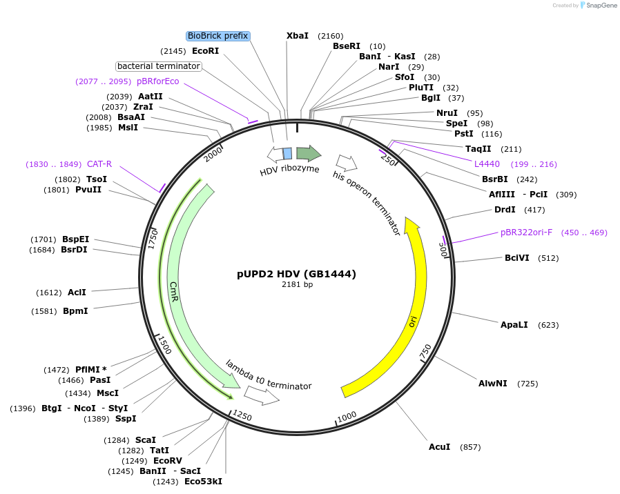 160576-plasmid-map-sequence-id-322085