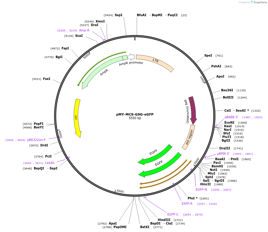163350-plasmid-map-sequence-id-322096
