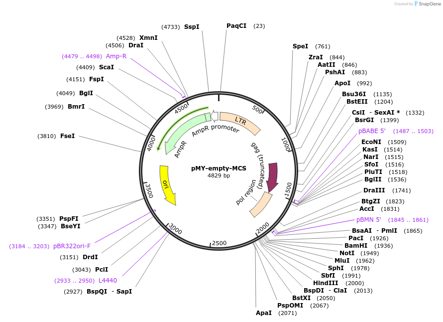 163351-plasmid-map-sequence-id-322097