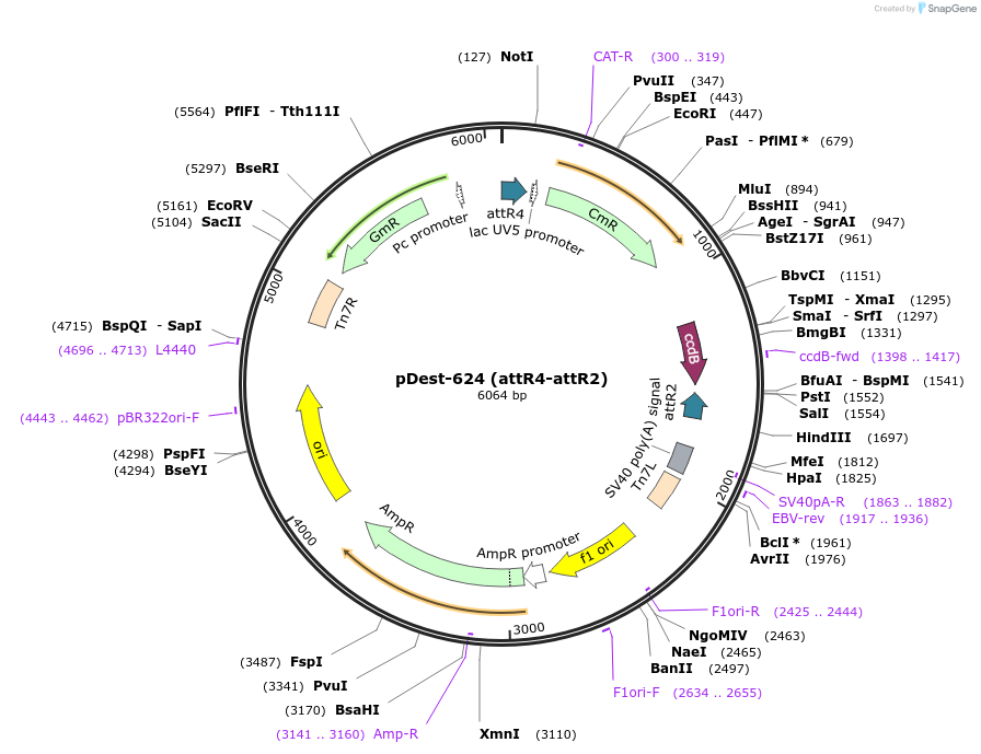 161879-plasmid-map-sequence-id-322107