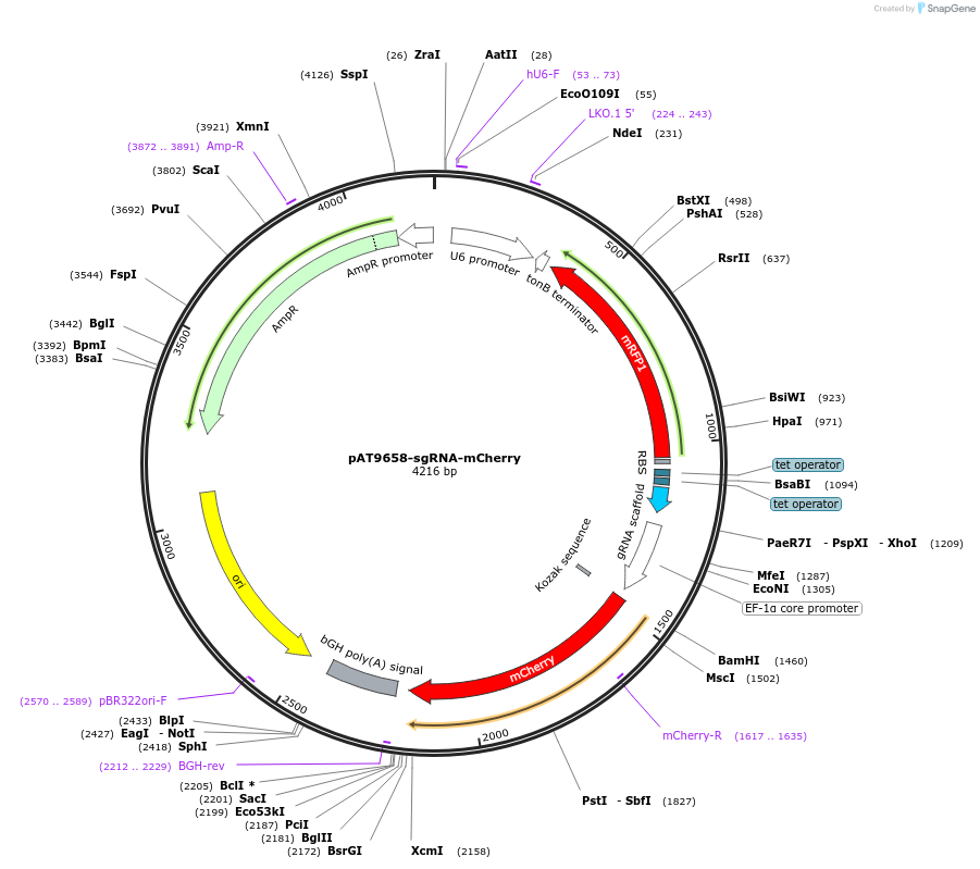 162987-plasmid-map-sequence-id-322131