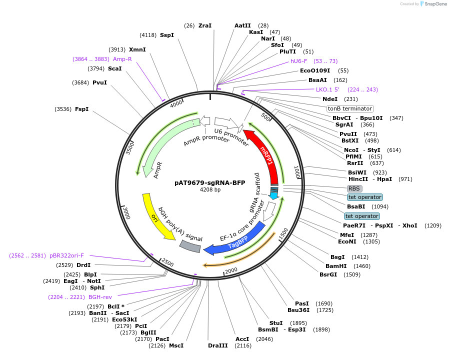162988-plasmid-map-sequence-id-322132
