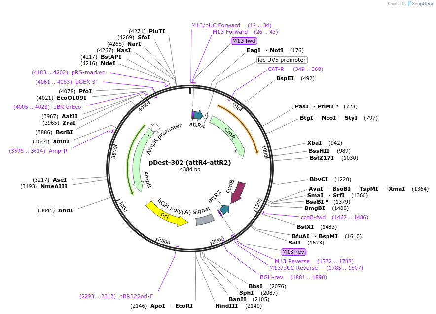 161894-plasmid-map-sequence-id-322147