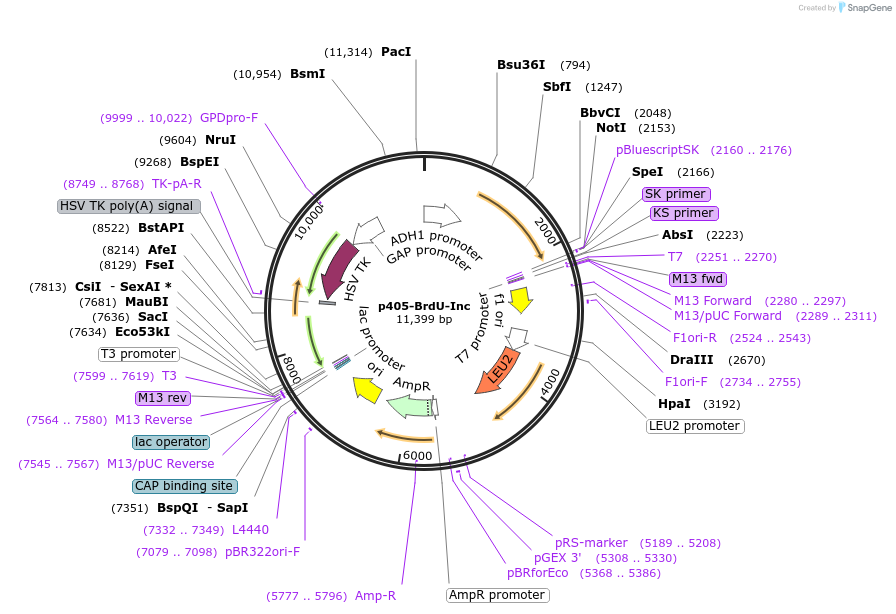 71791-plasmid-map-sequence-id-322151