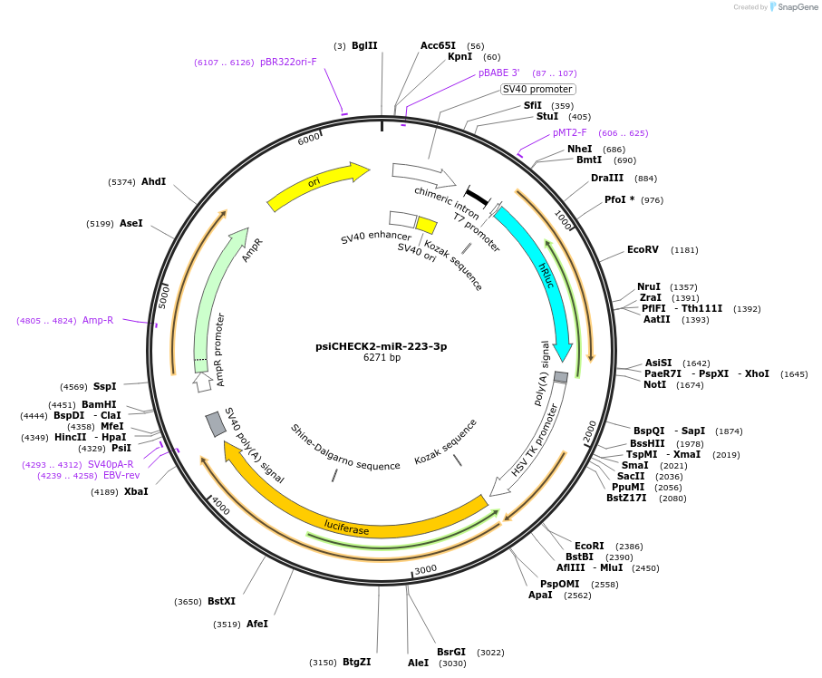 135723-plasmid-map-sequence-id-322175