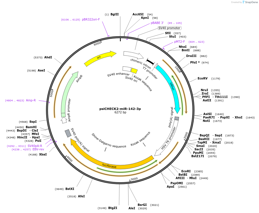 135716-plasmid-map-sequence-id-322201