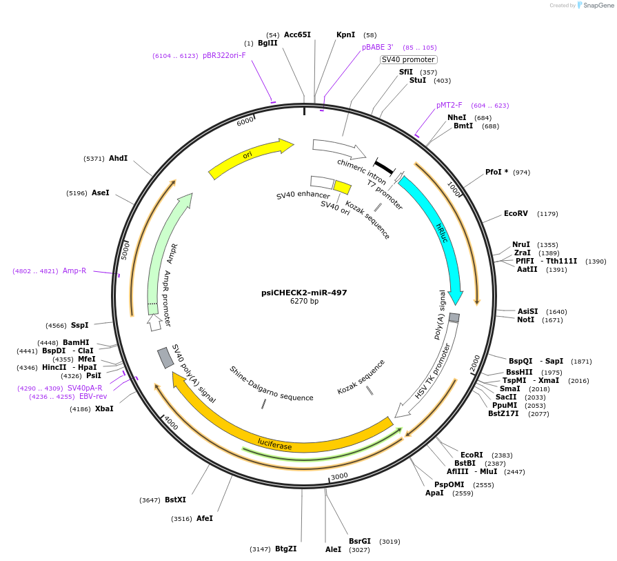 135706-plasmid-map-sequence-id-322211