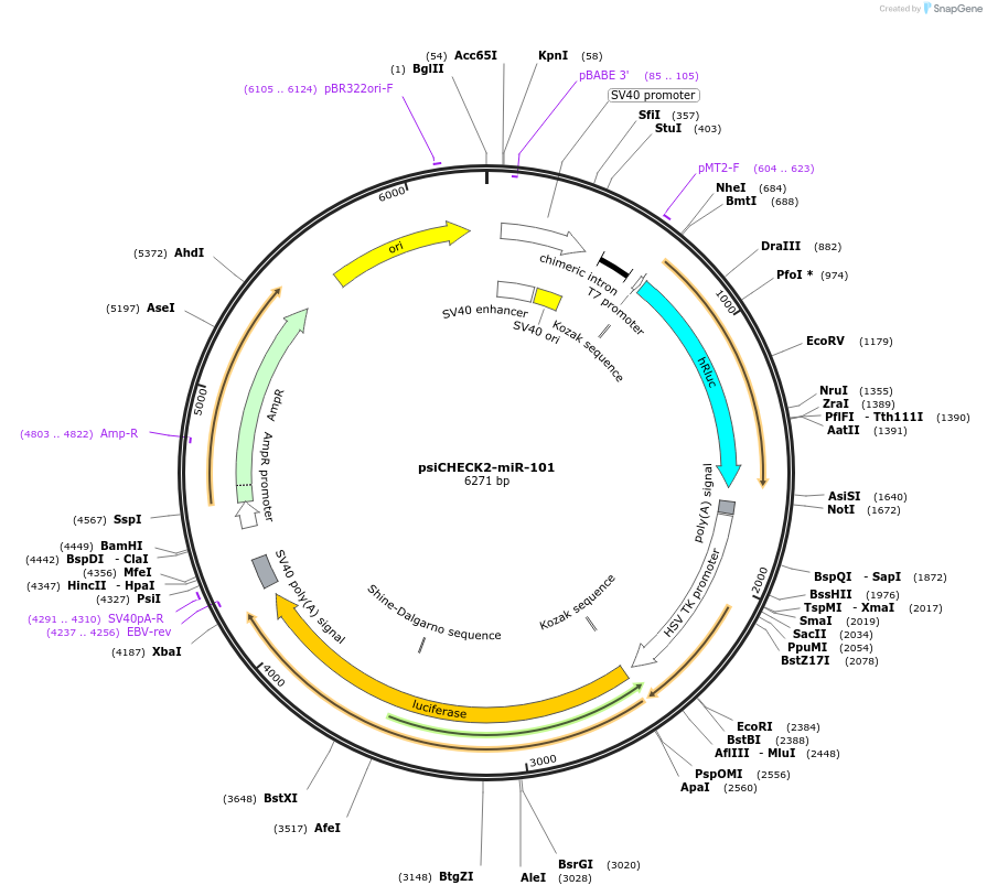 135705-plasmid-map-sequence-id-322212