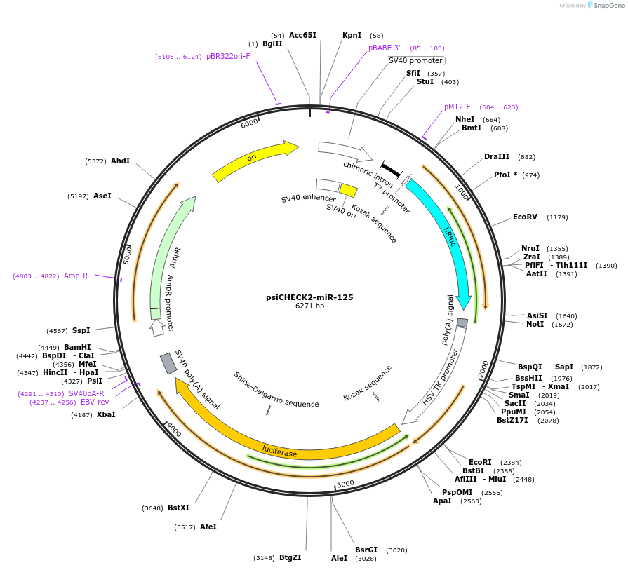 135702-plasmid-map-sequence-id-322214