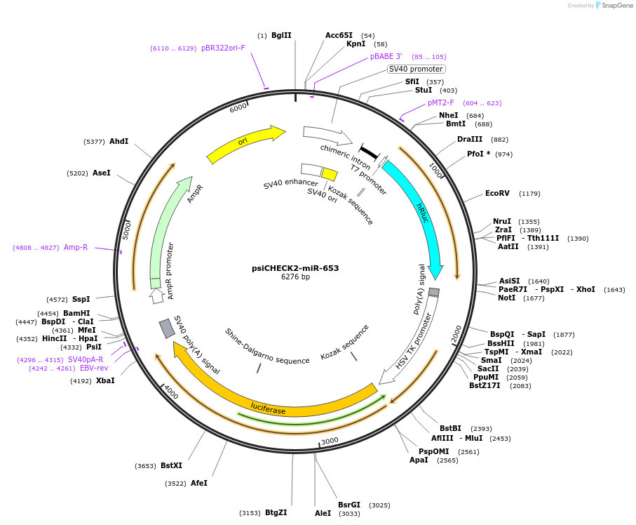 135700-plasmid-map-sequence-id-322216