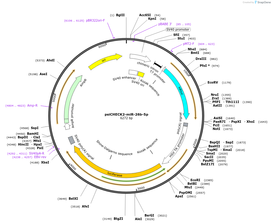 135695-plasmid-map-sequence-id-322221