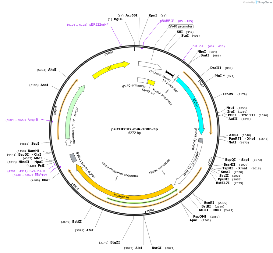 135694-plasmid-map-sequence-id-322222