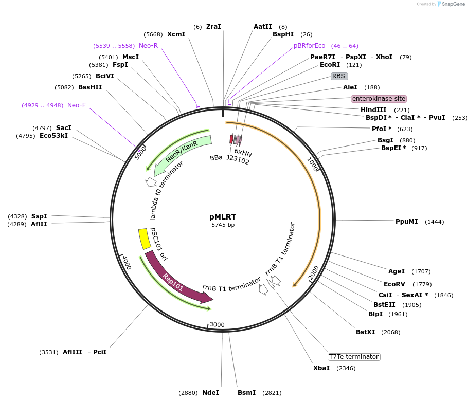 78234-plasmid-map-sequence-id-322239