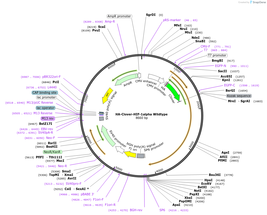 163365-plasmid-map-sequence-id-322246