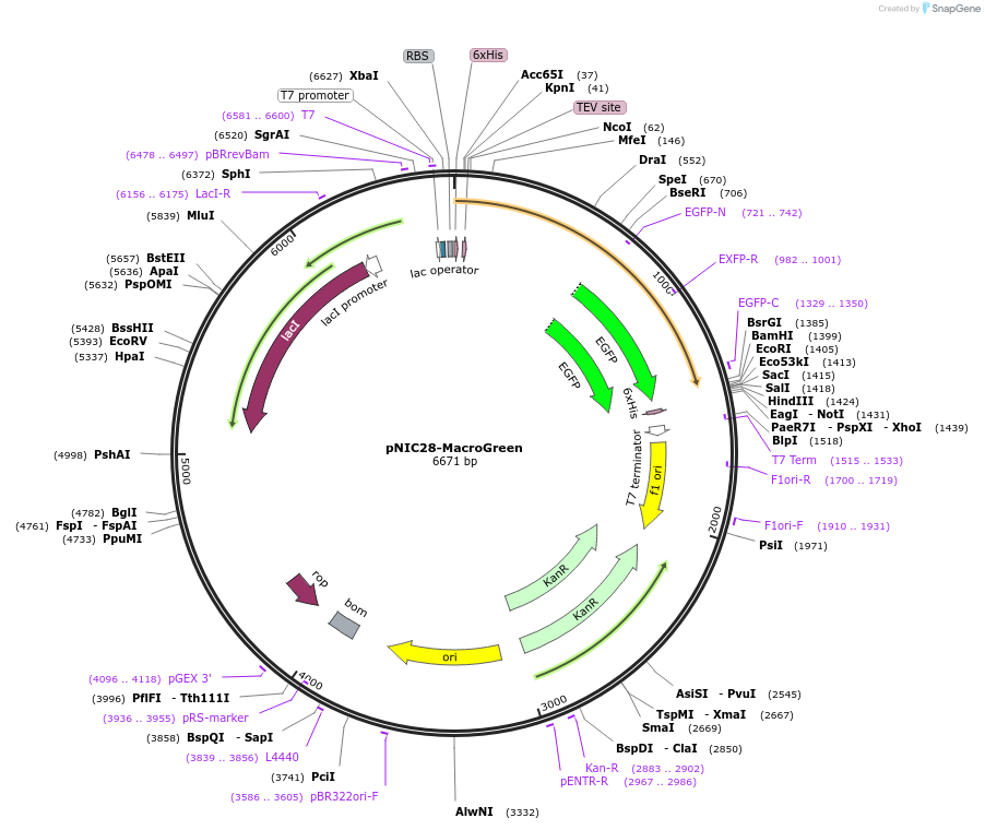 160665-plasmid-map-sequence-id-322297