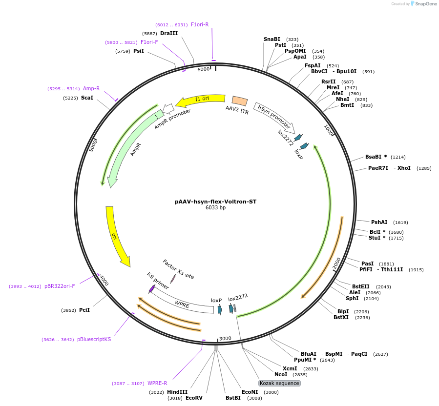 119036-plasmid-map-sequence-id-322301
