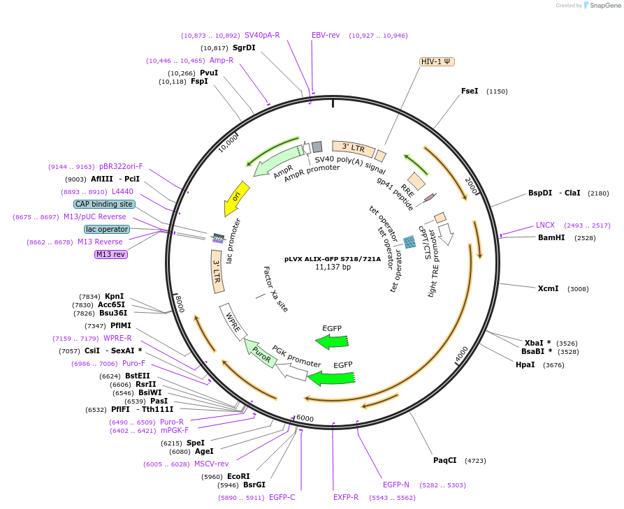 138583-plasmid-map-sequence-id-322303