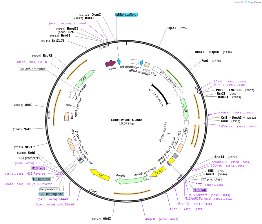 85401-plasmid-map-sequence-id-322305