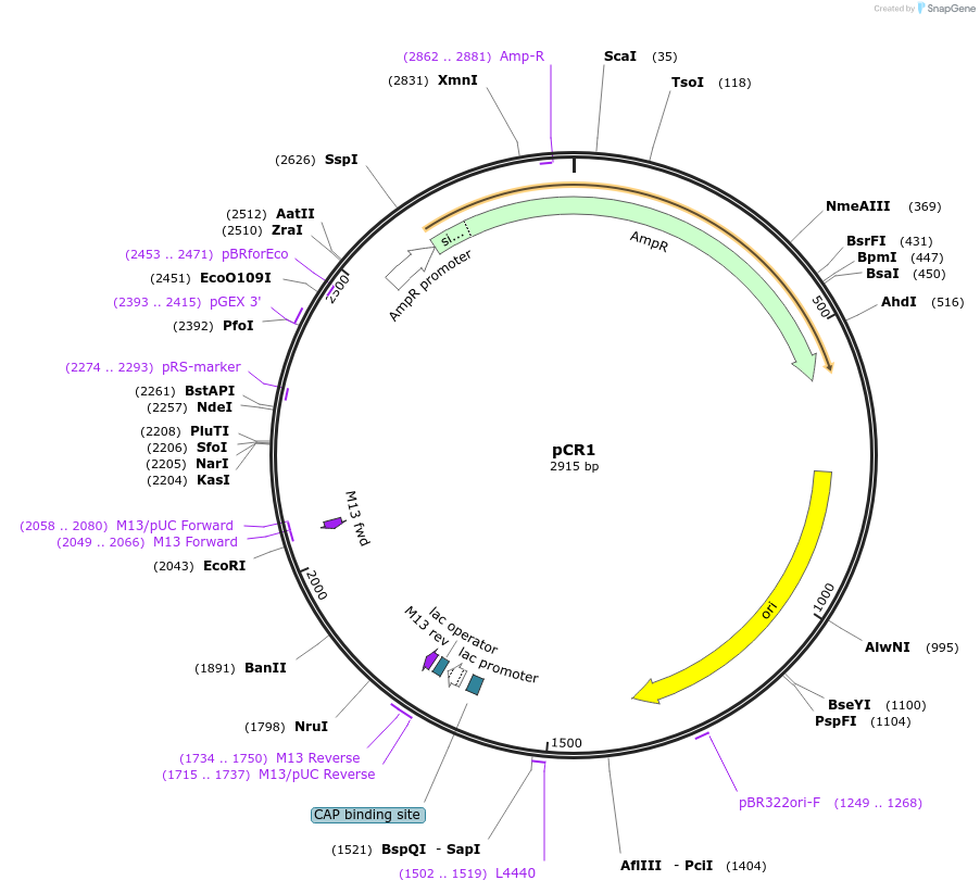154270-plasmid-map-sequence-id-322310
