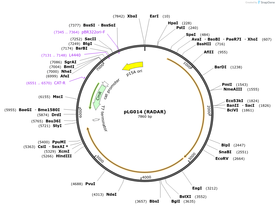 157892-plasmid-map-sequence-id-322367
