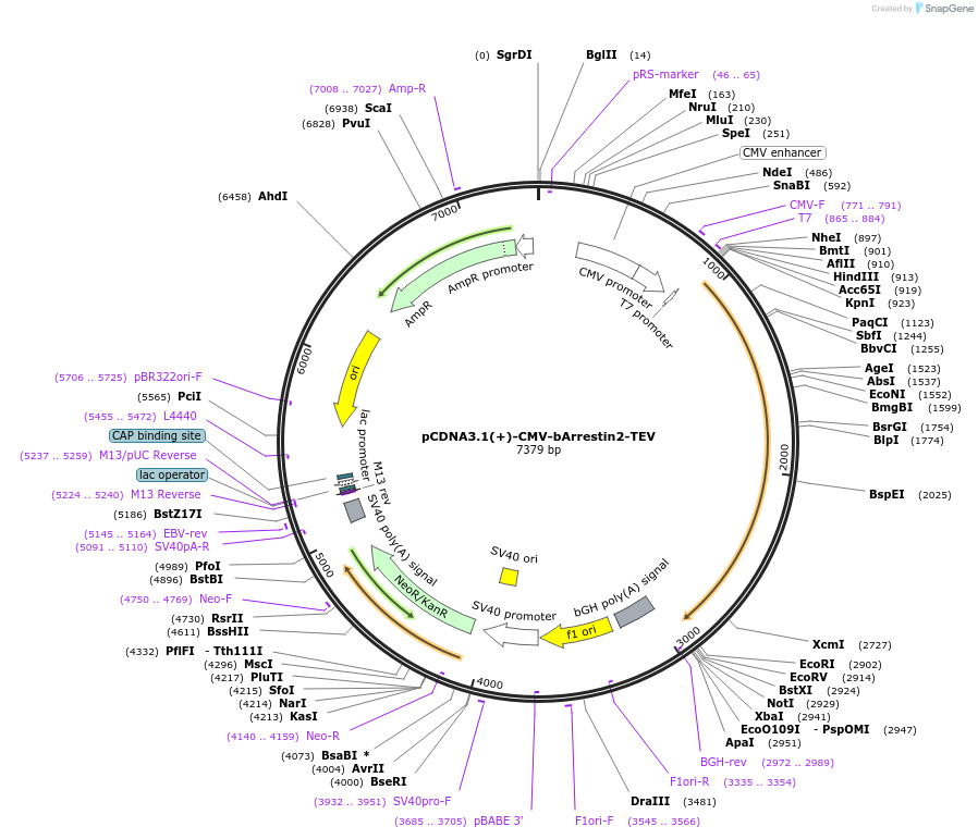 107245-plasmid-map-sequence-id-322368