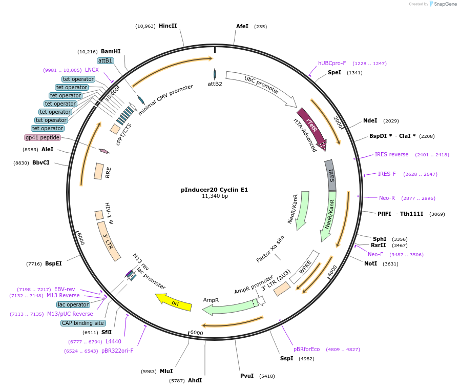 109348-plasmid-map-sequence-id-322369