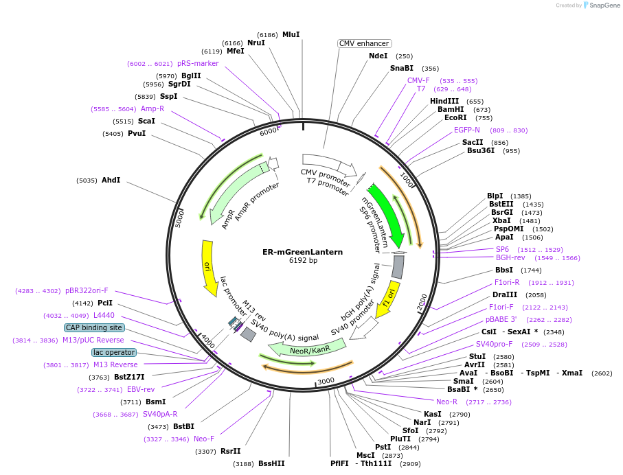 164463-plasmid-map-sequence-id-322370