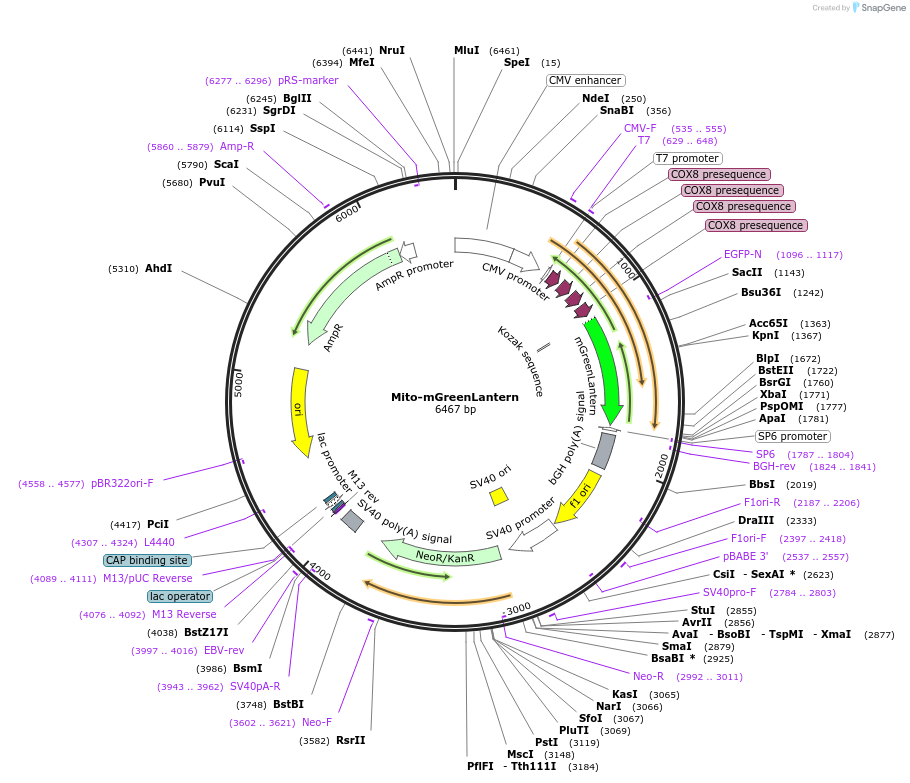 164461-plasmid-map-sequence-id-322371