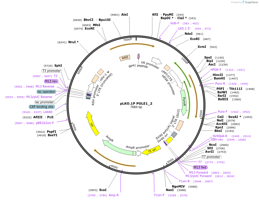 160764-plasmid-map-sequence-id-322380