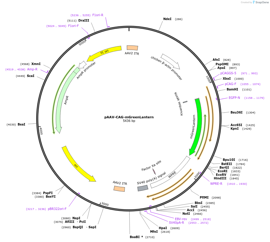 164469-plasmid-map-sequence-id-322381