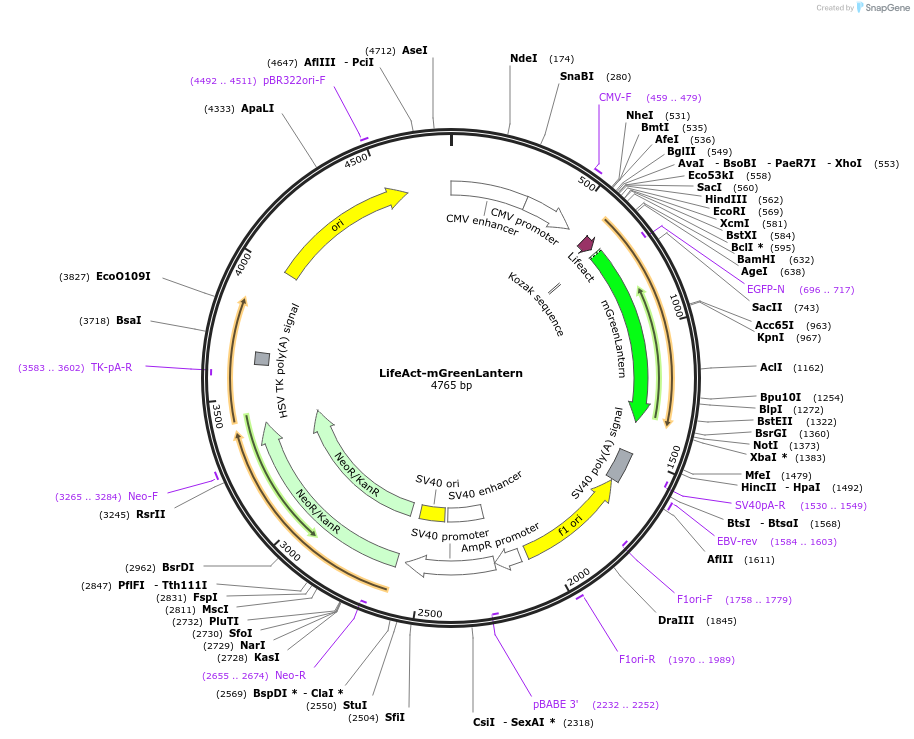 164459-plasmid-map-sequence-id-322382