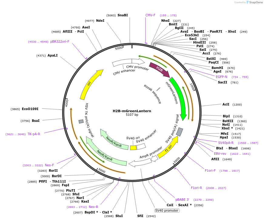 164464-plasmid-map-sequence-id-322386