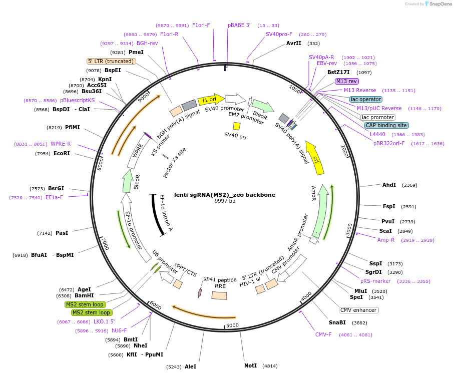 61427-plasmid-map-sequence-id-322387