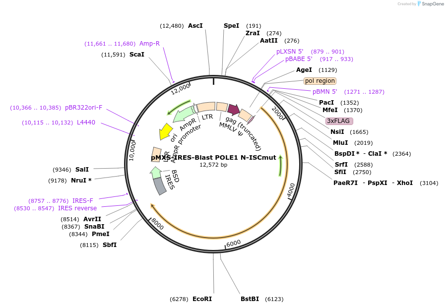 160803-plasmid-map-sequence-id-322390