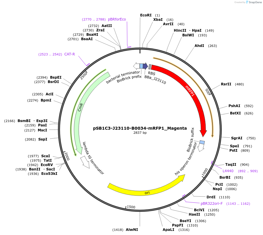 160446-plasmid-map-sequence-id-322395