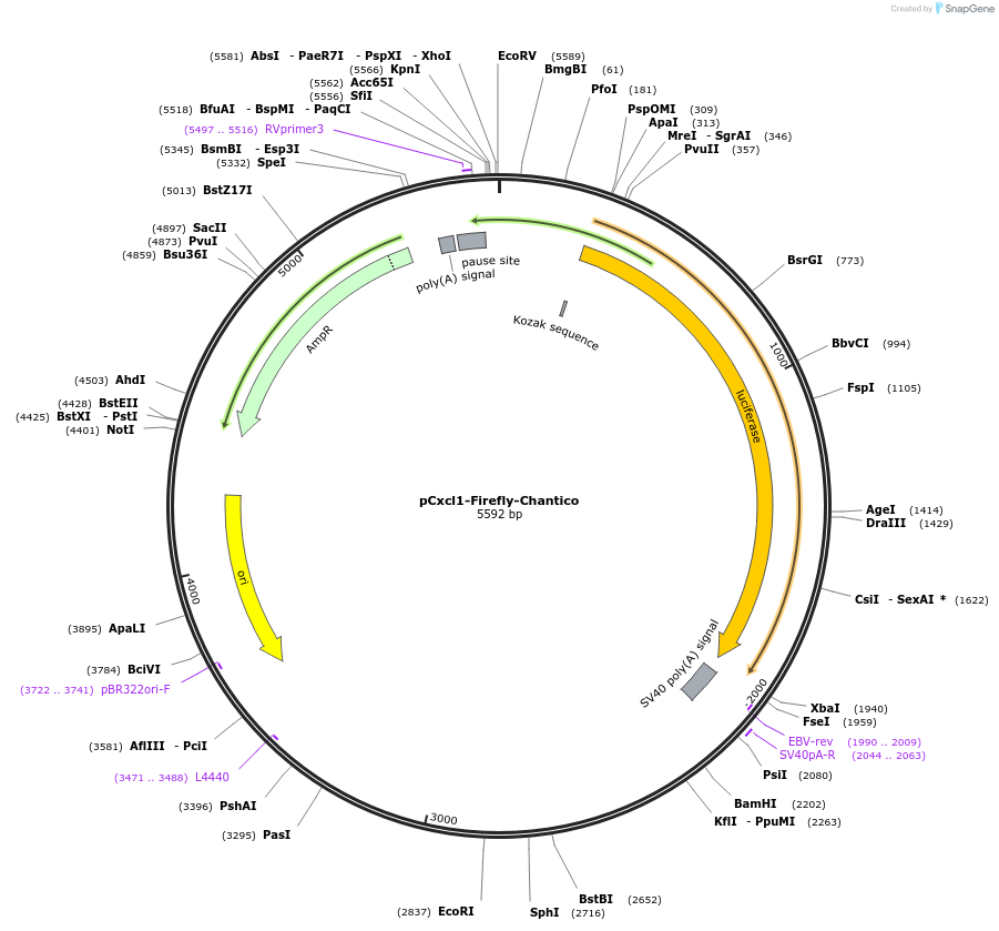 163897-plasmid-map-sequence-id-322398