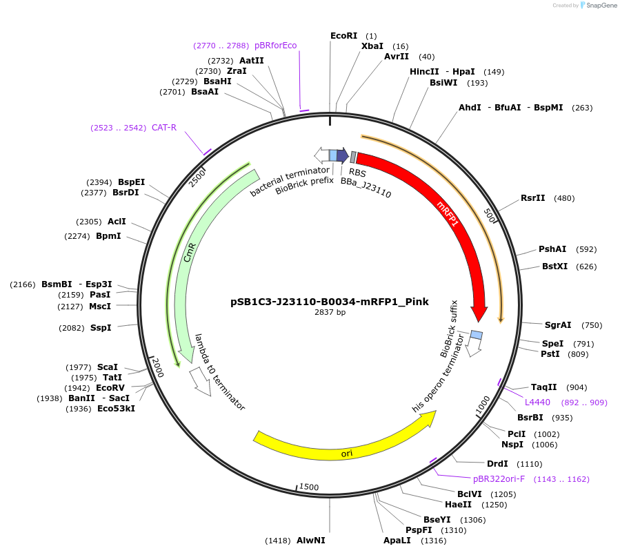 160445-plasmid-map-sequence-id-322400