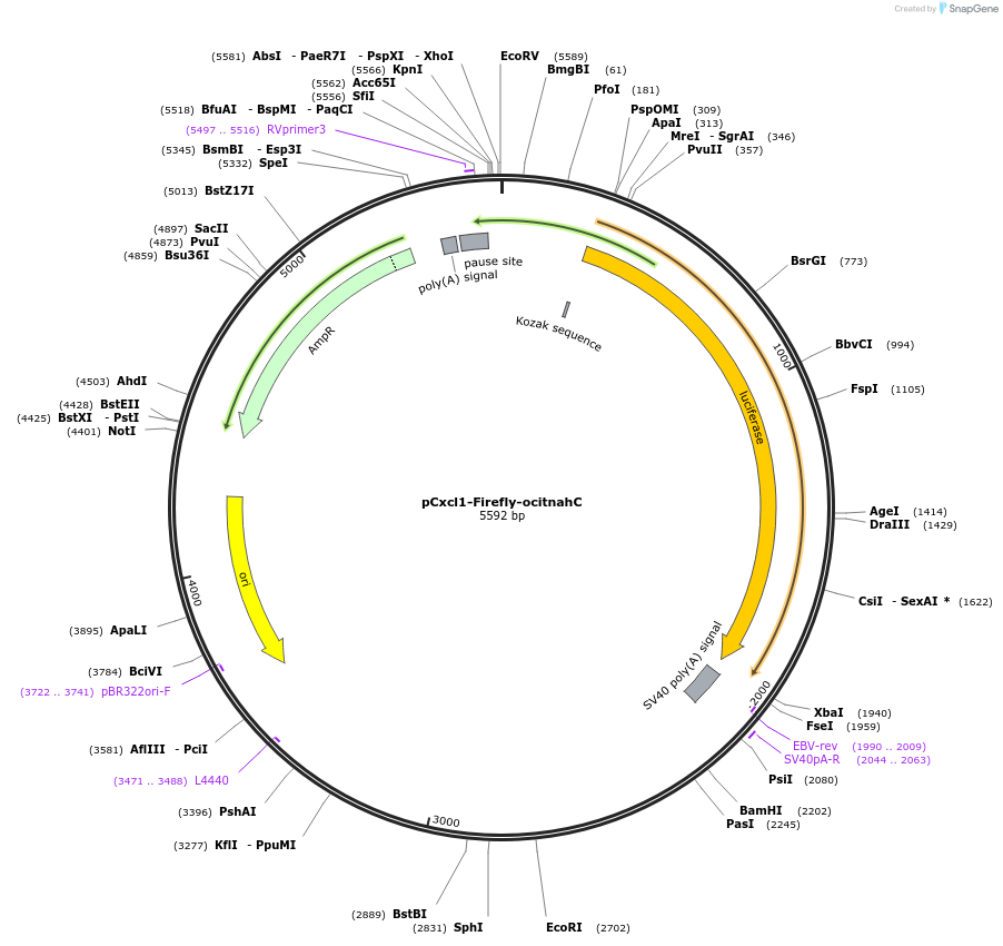 163898-plasmid-map-sequence-id-322401